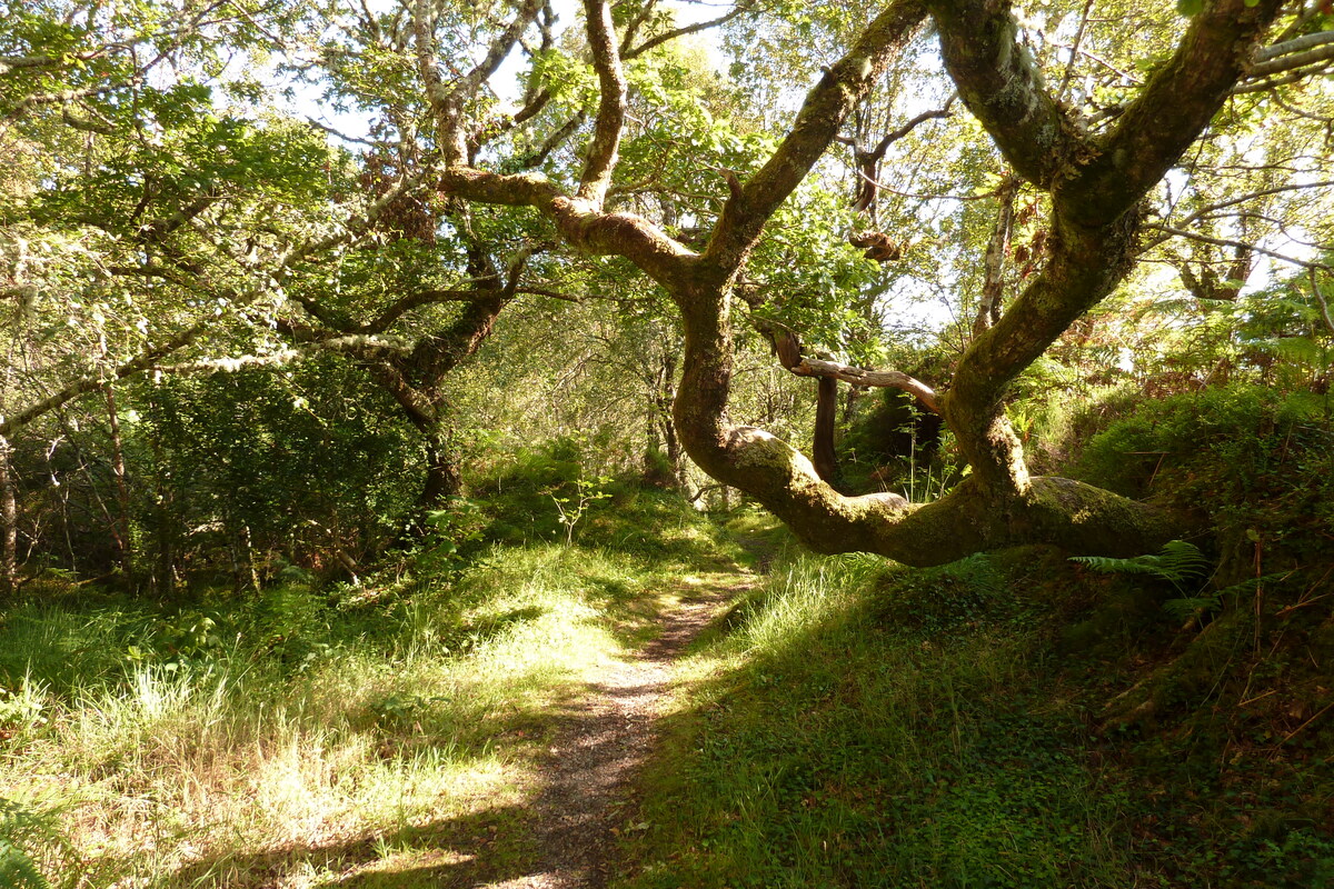 照片 英国(United Kingdom) 苏格兰(Scotland) 萨伦(Salen) 2011-07 36