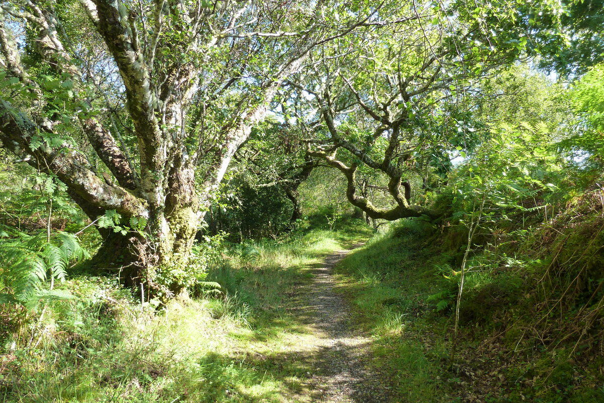 照片 英国(United Kingdom) 苏格兰(Scotland) 萨伦(Salen) 2011-07 75