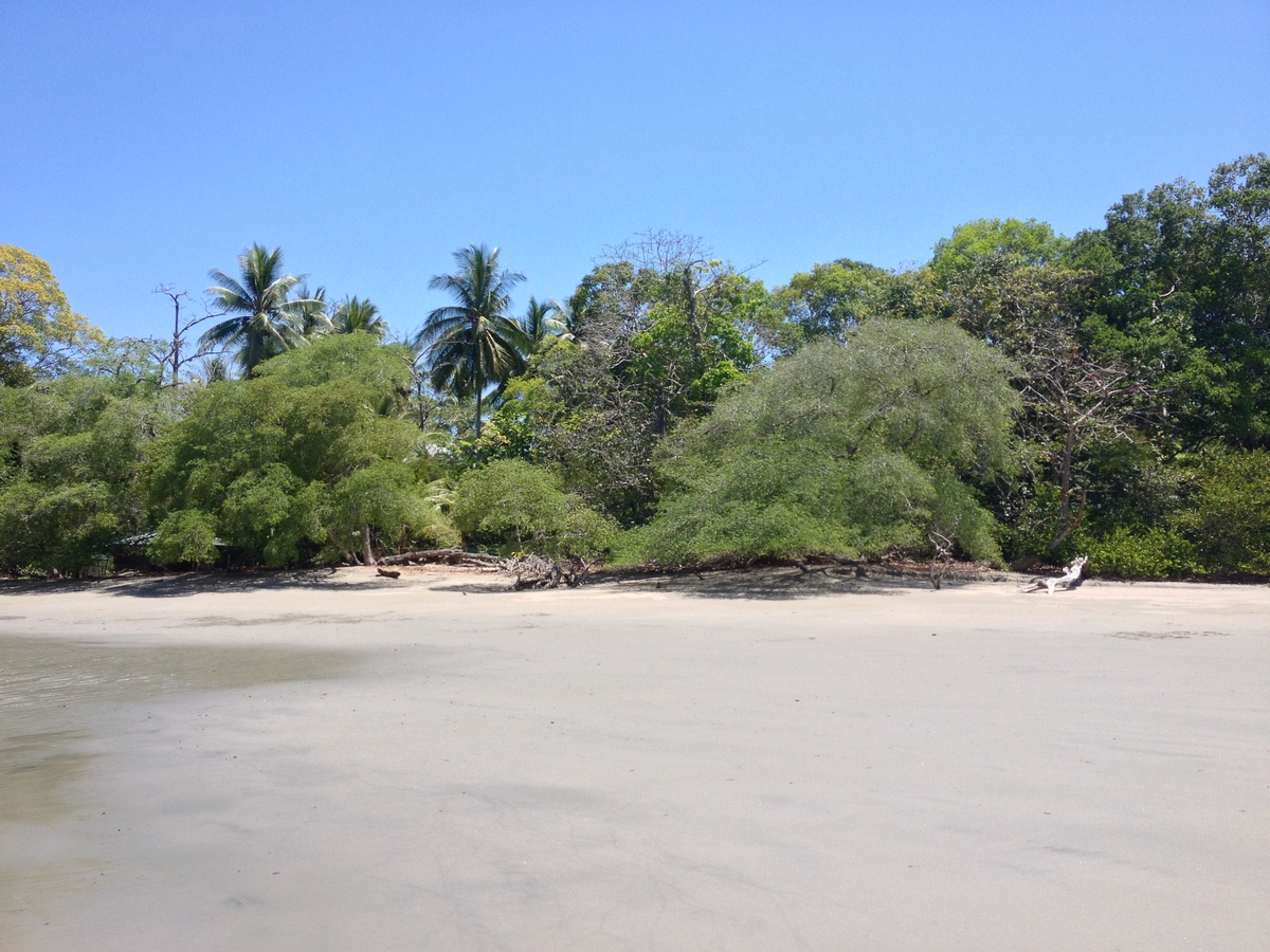 照片 哥斯达黎加(Costa Rica) 曼努埃尔安东尼奥(Manuel Antonio) 2015-03 316