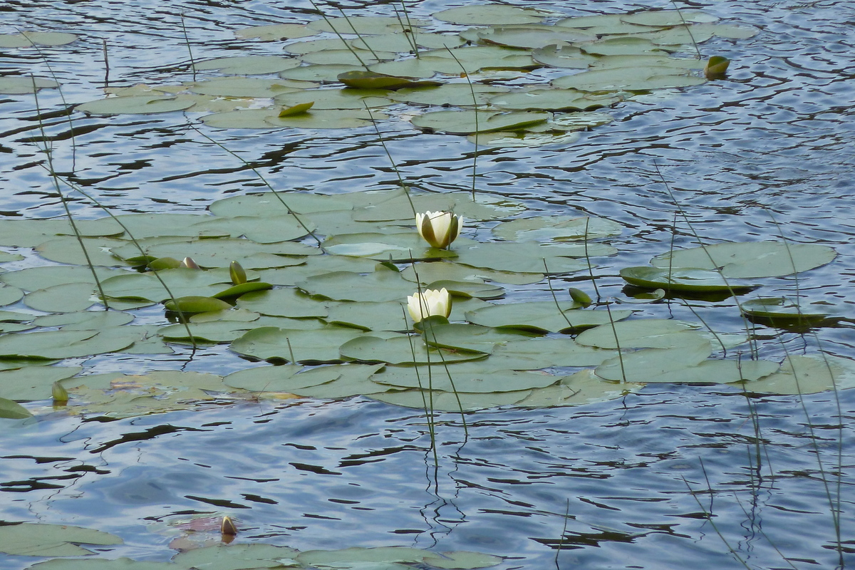 照片 英国(United Kingdom) 苏格兰(Scotland) 盖尔洛赫(Gairloch) 2011-07 30
