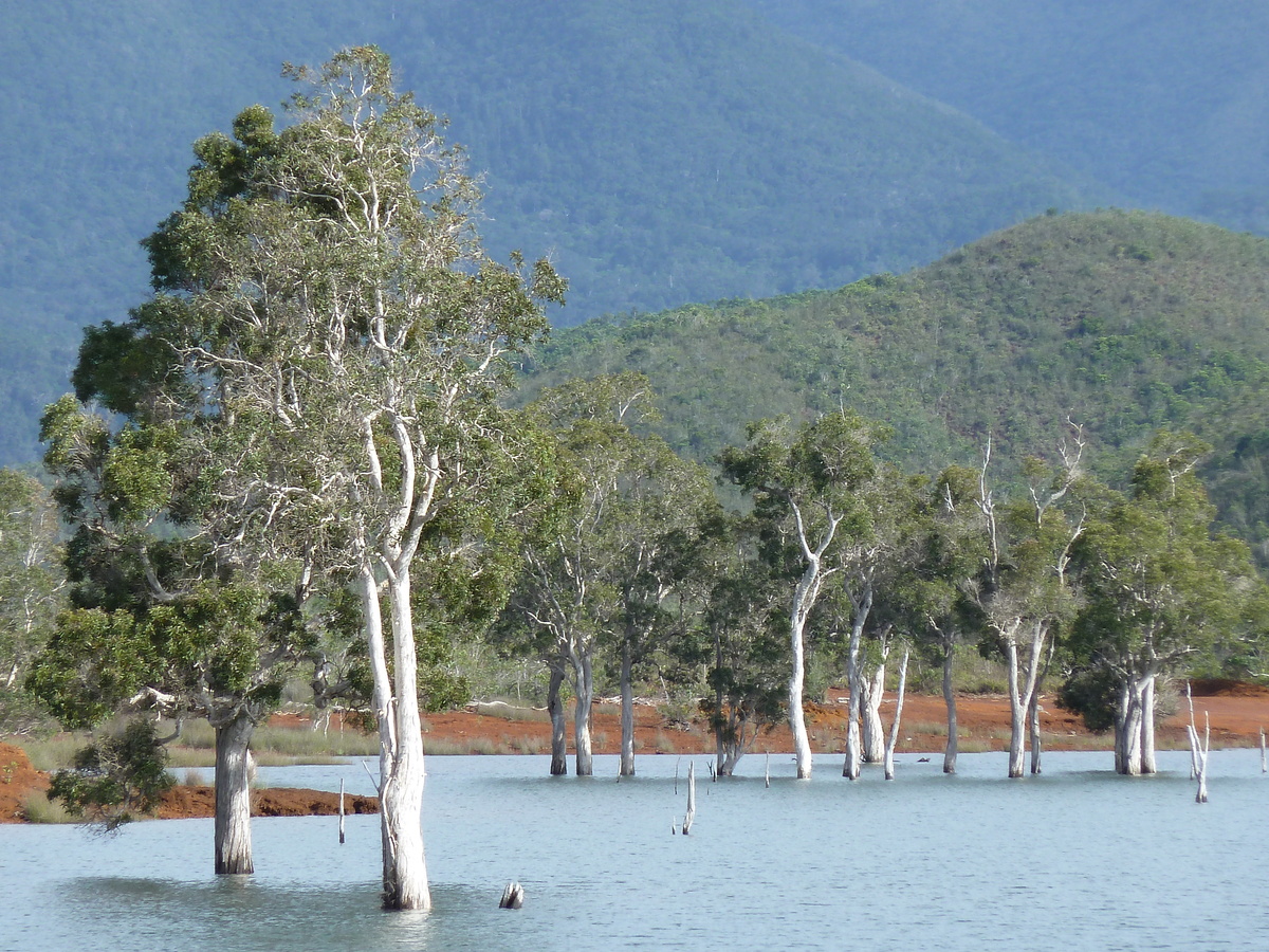 照片 新喀里多尼亚(New Caledonia) 蓝河公园(Parc de la Riviere Bleue) 2010-05 68