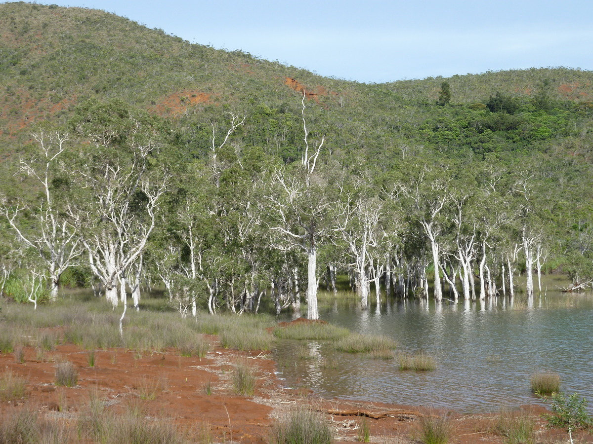 照片 新喀里多尼亚(New Caledonia) 蓝河公园(Parc de la Riviere Bleue) 2010-05 85