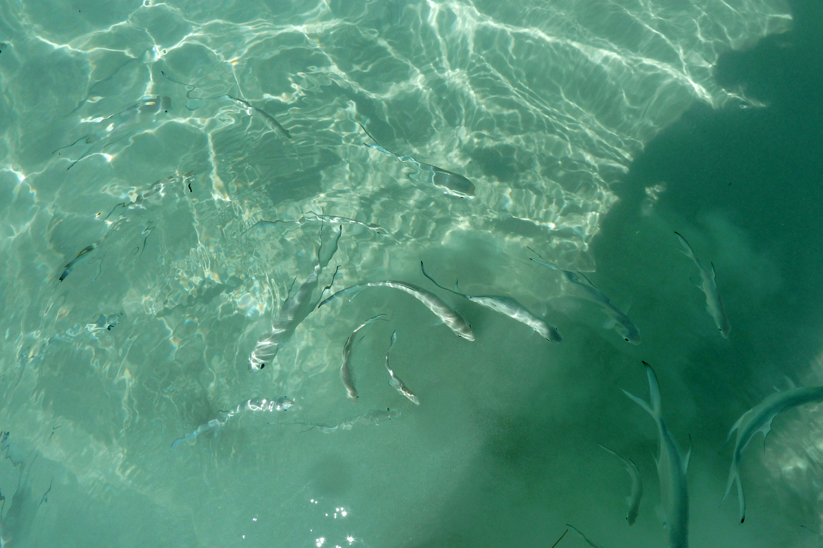 照片 塞舌尔(Seychelles) 拉齐奥湾(Anse Lazio) 2011-10 152