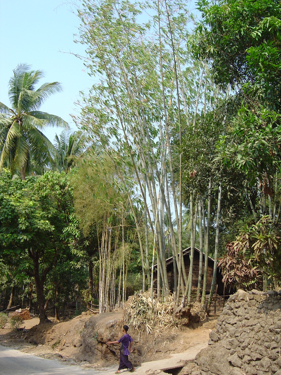 照片 缅甸(Myanmar) 茂马干北部(Maungmagan North) 2005-01 51