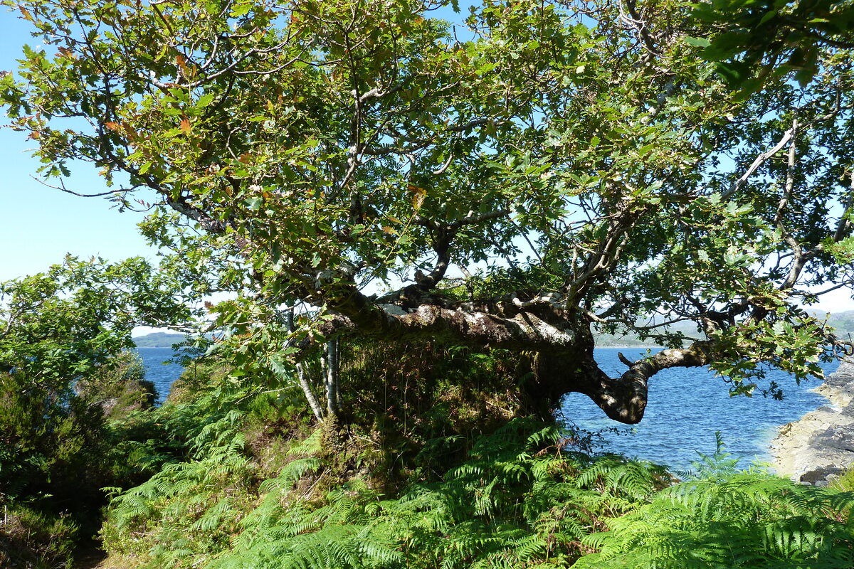 照片 英国(United Kingdom) 苏格兰(Scotland) 萨伦(Salen) 2011-07 100