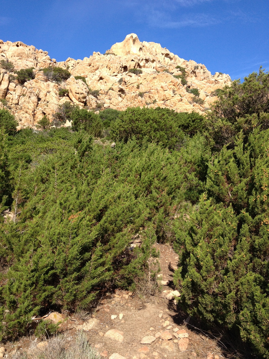 照片 意大利(Italy) 科蒂乔湾(Cala Coticcio) 2012-09 57