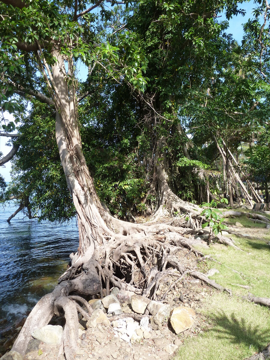 照片 泰国(Thailand) 象岛(Ko Chang) 2011-12 179
