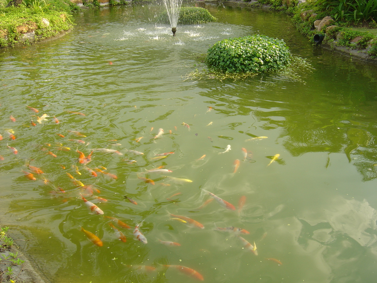 照片 泰国(Thailand) 考拉(Khao Lak) 考拉艾美酒店(Meridien Khao Lak Hotel) 2005-12 271