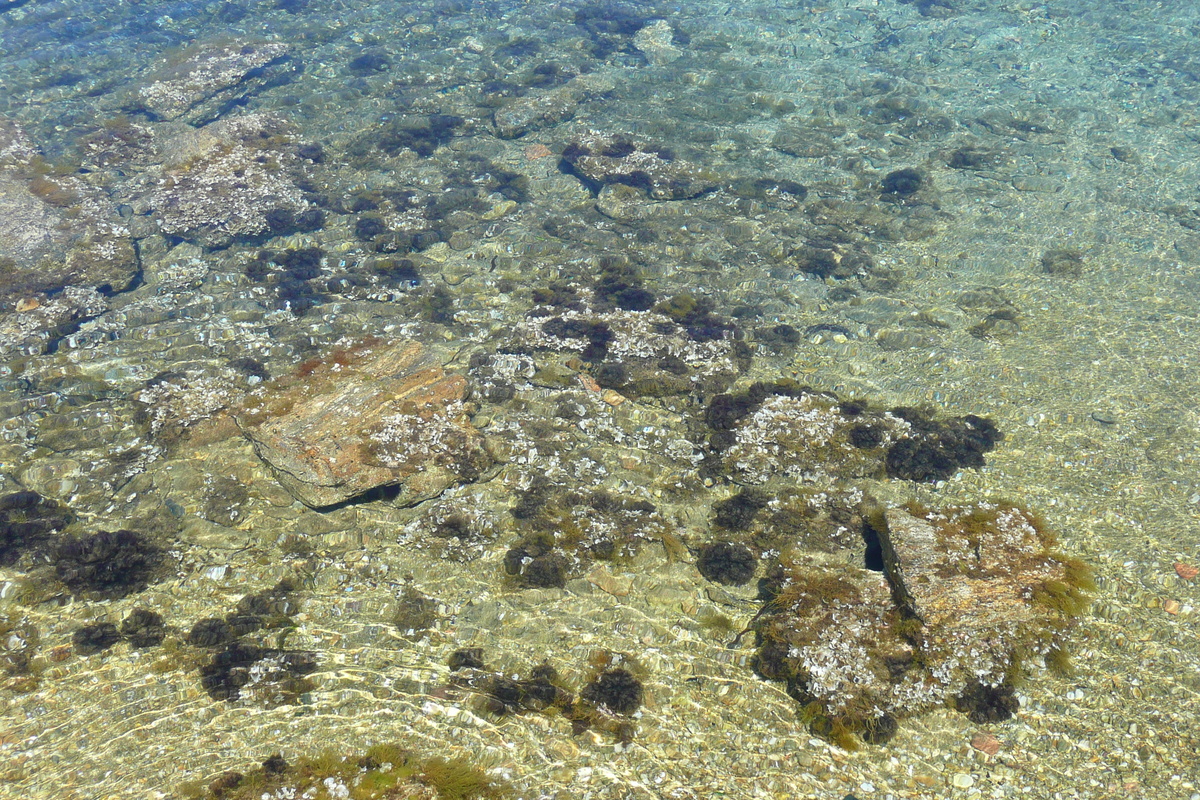 照片 法国(France) 波克罗勒岛(Porquerolles Island) 勒坎角(Pointe du Lequin) 2008-05 48