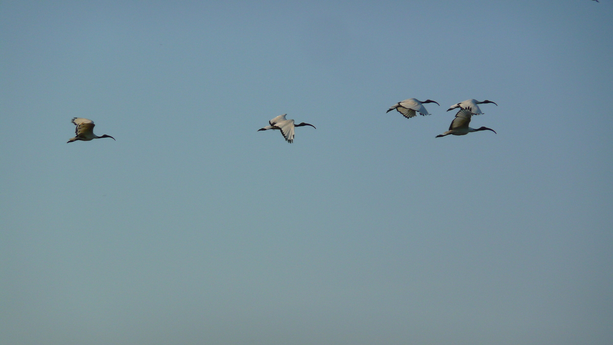 照片 法国(France) 盖朗德(Guerande) 盐田(Les marais salants) 2007-08 13