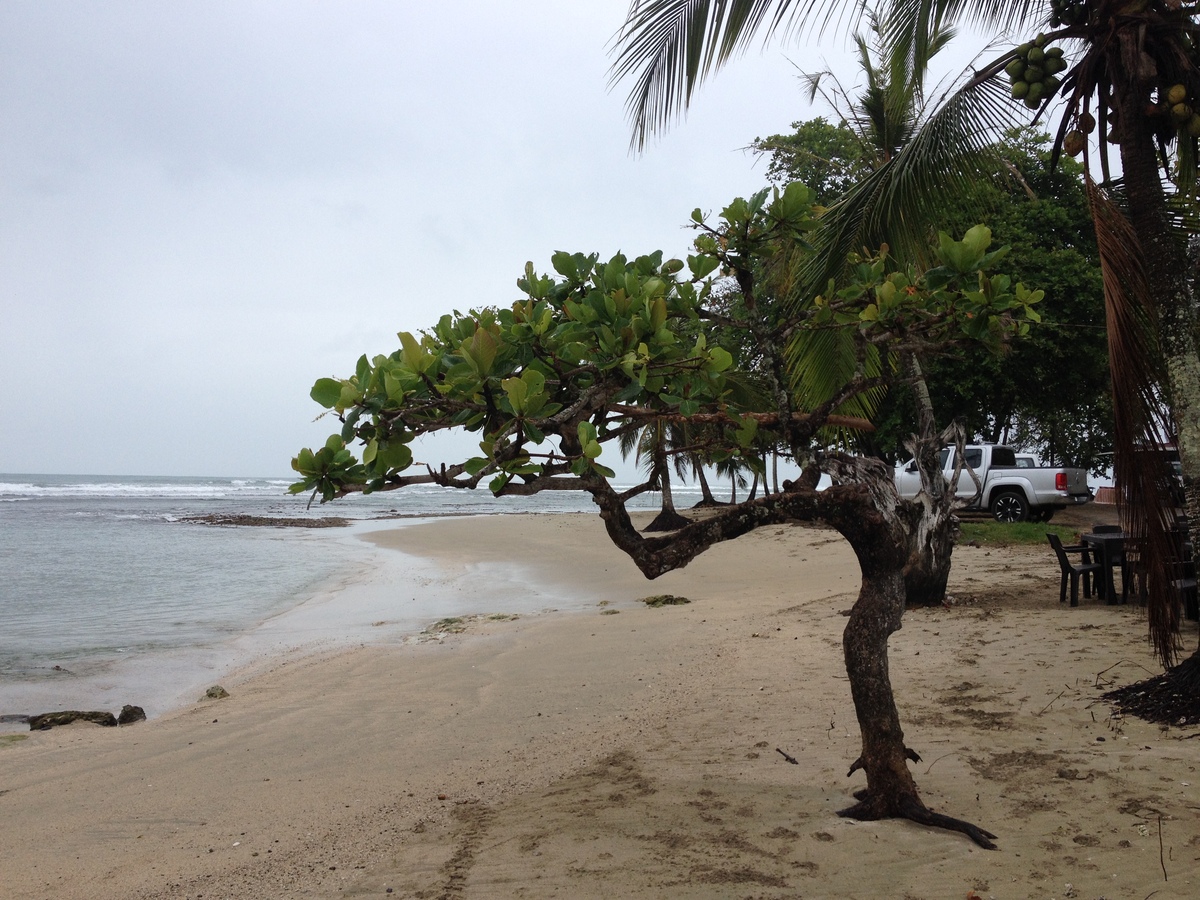 照片 哥斯达黎加(Costa Rica) 塔拉曼卡旧港(Puerto Viejo de Talamanca) 2015-03 113