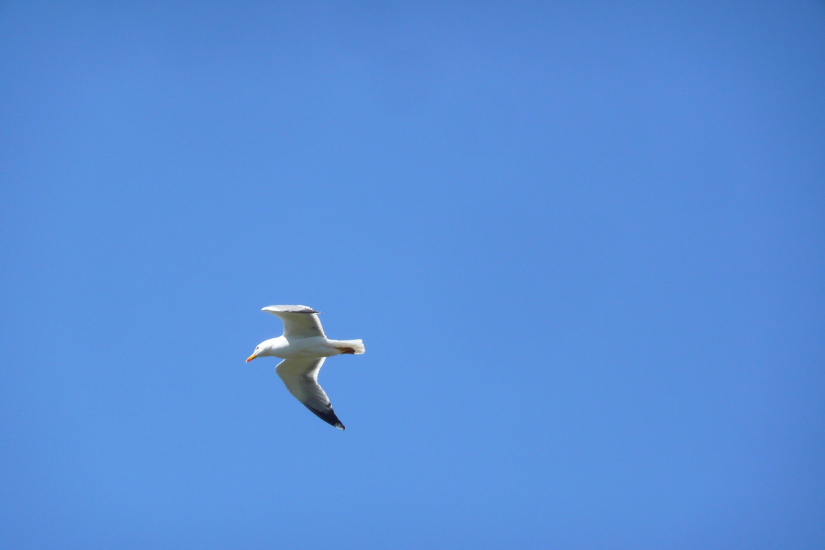照片 法国(France) 波克罗勒岛(Porquerolles Island) 勒坎角(Pointe du Lequin) 2008-05 33