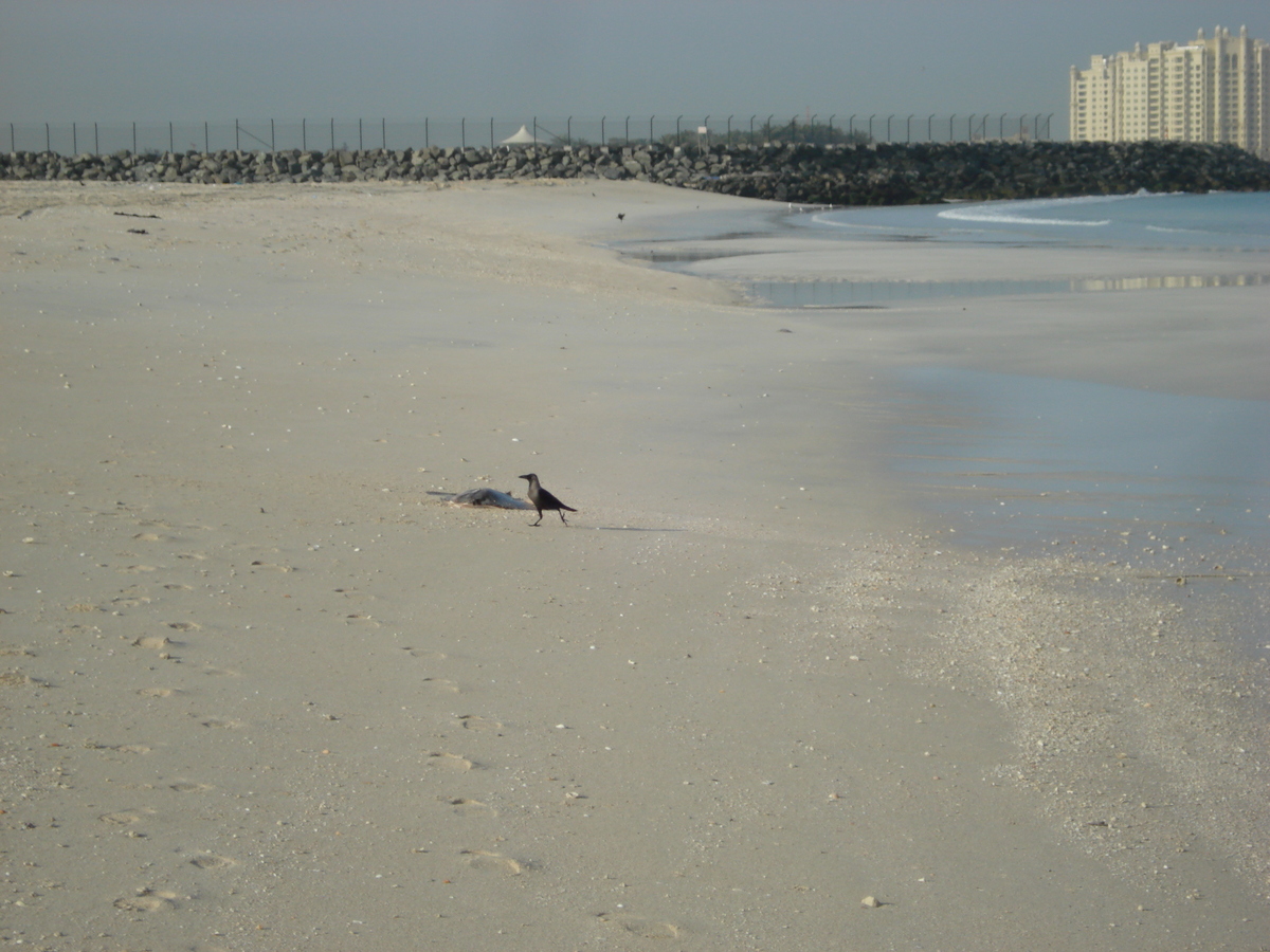 照片 阿联酋(United Arab Emirates) 迪拜(Dubai) 朱美拉海滩(Jumeirah Beach) 2007-03 33