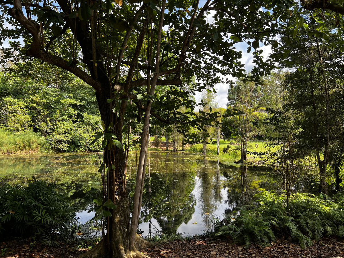 照片 新加坡(Singapore) 新加坡植物园(Singapore Botanic Gardens) 2023-01 85