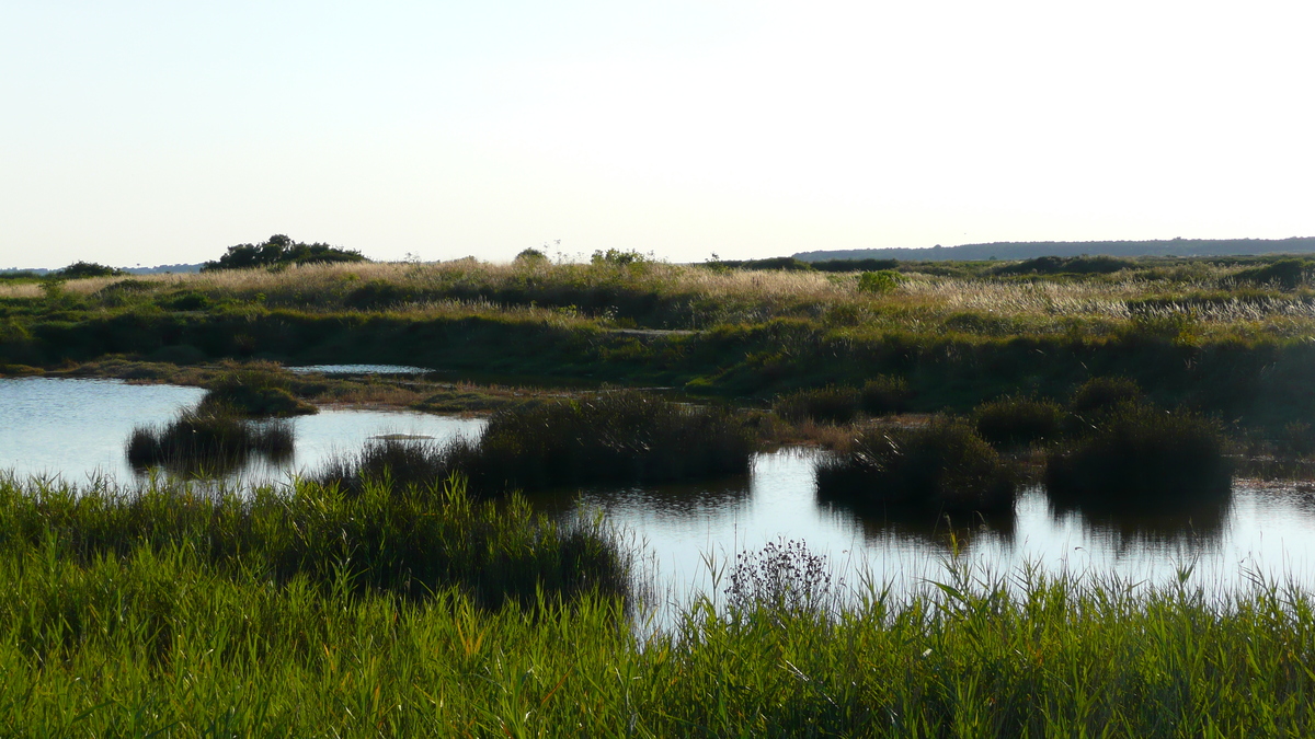 照片 法国(France) 盖朗德(Guerande) 盐田(Les marais salants) 2007-08 24