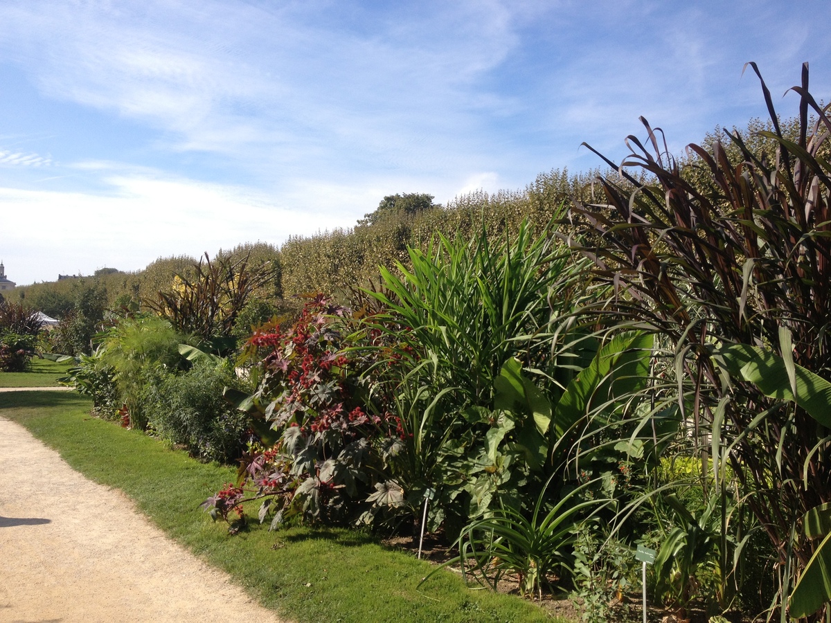 照片 法国(France) 巴黎(Paris) 巴黎植物园(Jardin des Plantes) 2014-09 24