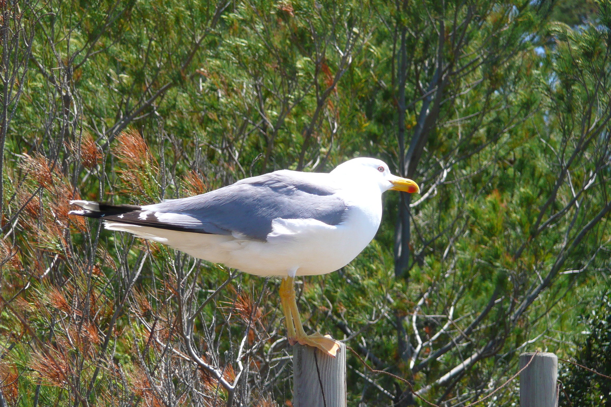 照片 法国(France) 波克罗勒岛(Porquerolles Island) 库尔塔德海滩(Courtade beach) 2008-05 6