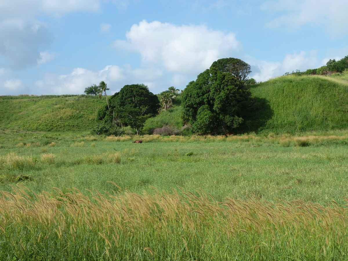 照片 斐济(Fiji) 楠迪至纳塔多拉公路(Nadi to Natadola road) 2010-05 61