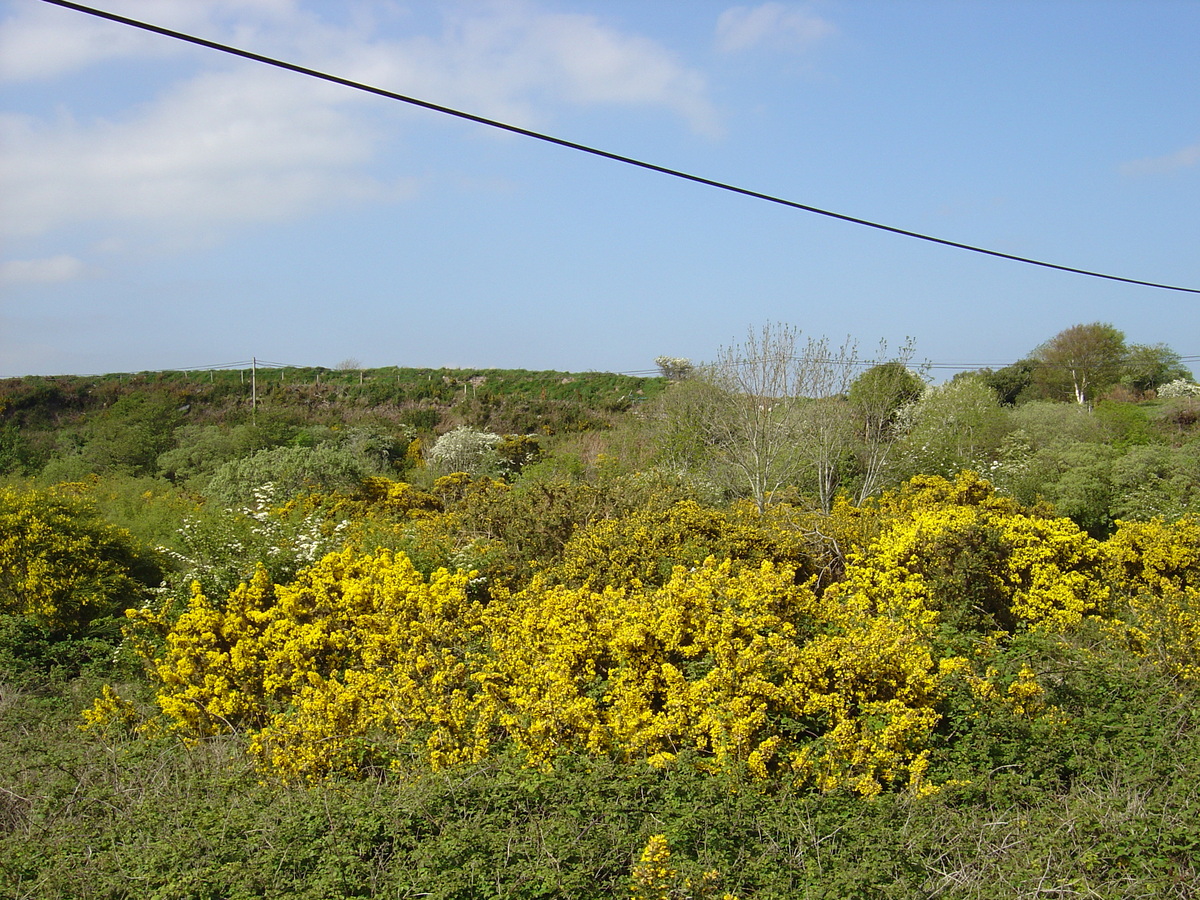 照片 爱尔兰(Ireland) 凯里郡(Kerry) 卡拉湖(Caragh Lake) 2004-05 27