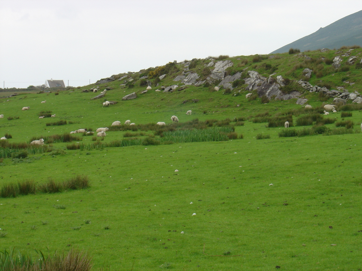 照片 爱尔兰(Ireland) 凯里郡(Kerry) 凯尔斯(Kells) 2004-05 5