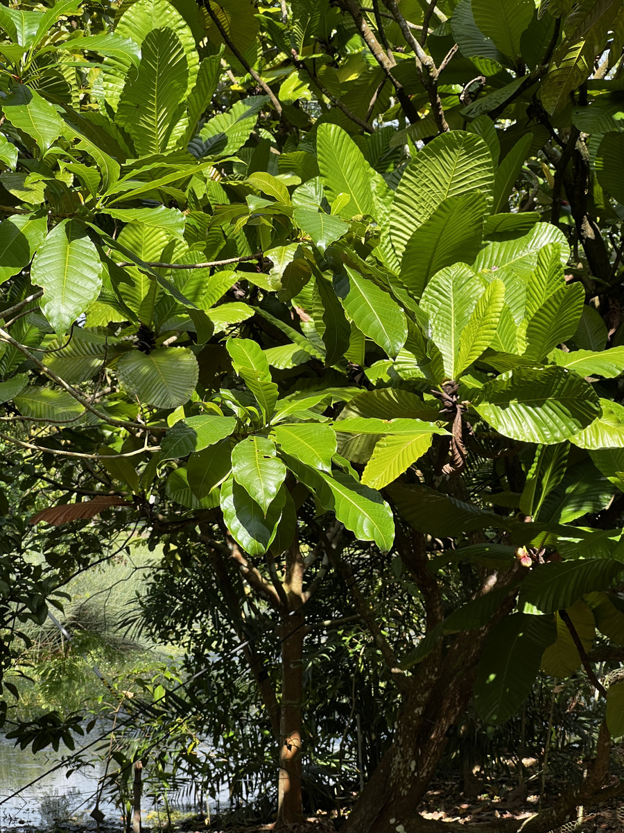 照片 新加坡(Singapore) 新加坡植物园(Singapore Botanic Gardens) 2023-01 73