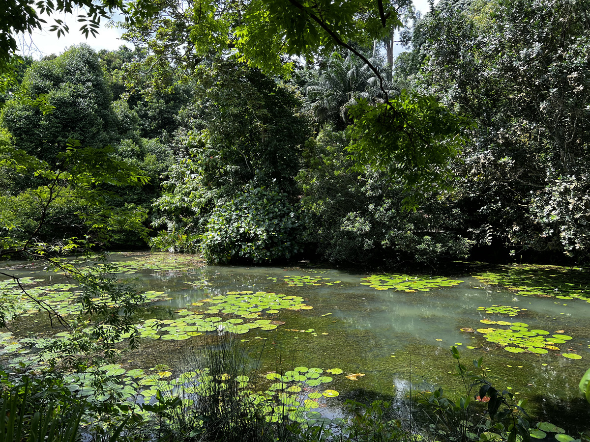 照片 新加坡(Singapore) 新加坡植物园(Singapore Botanic Gardens) 2023-01 6