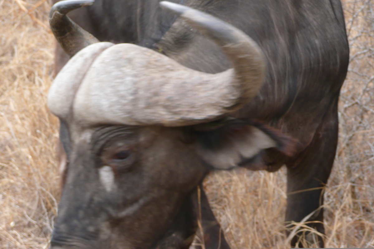 照片 南非(South Africa) 克鲁格国家公园(Kruger National Park) 萨布尔河(Sable River) 2008-09 12