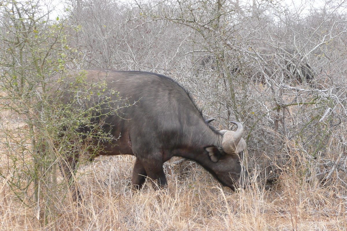 照片 南非(South Africa) 克鲁格国家公园(Kruger National Park) 萨布尔河(Sable River) 2008-09 20