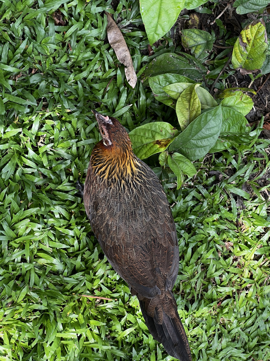 照片 新加坡(Singapore) 新加坡植物园(Singapore Botanic Gardens) 2023-01 103