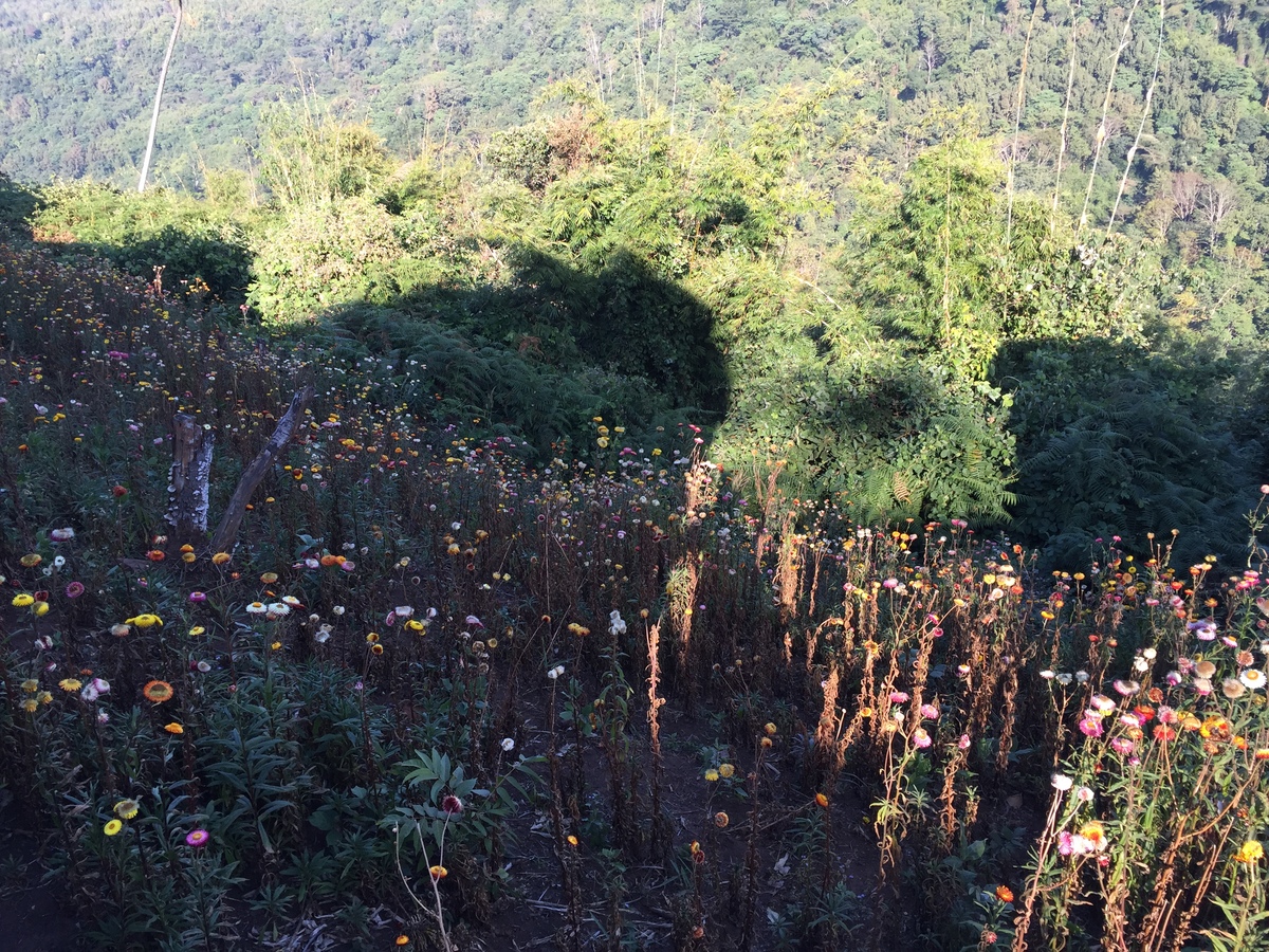 照片 泰国(Thailand) 普欣隆卡国家公园(Phu Hin Rong Kla National Park) 2014-12 408