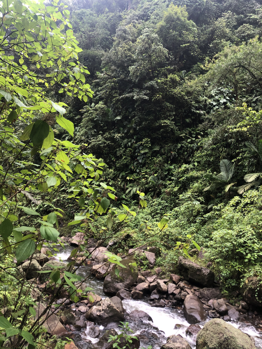 照片 瓜德罗普(Guadeloupe) 卡尔贝瀑布(Carbet Falls) 2021-02 21