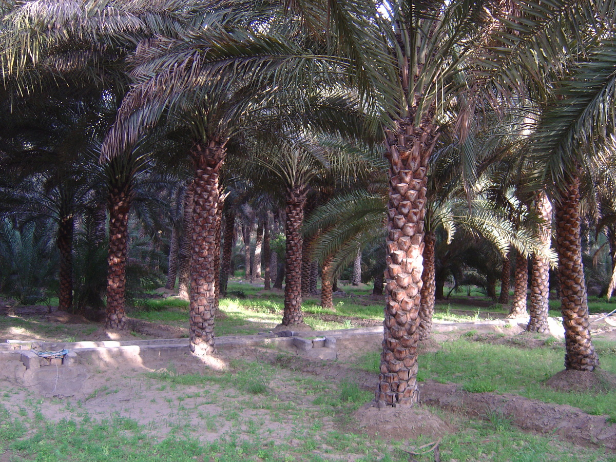 照片 阿联酋(United Arab Emirates) 艾因(Al Ain) 艾因绿洲(Al Ain Oasis) 2005-03 33