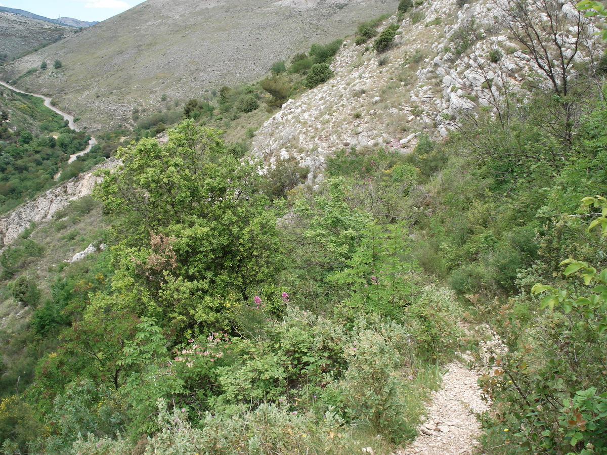 照片 法国(France) 旺斯(Vence) 巴乌山(Baou) 2006-06 6