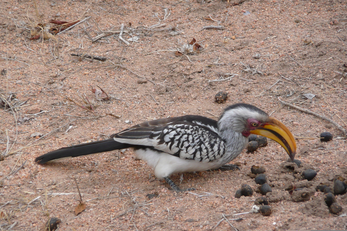 照片 南非(South Africa) 克鲁格国家公园(Kruger National Park) 姆蓬多(Mpondo) 2008-09 32