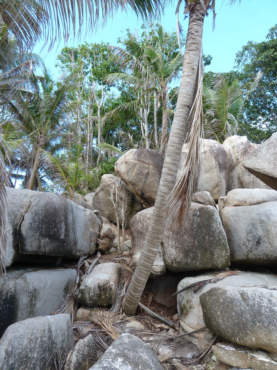 照片 塞舌尔(Seychelles) 椰子岛(Coco Island) 2011-10 6