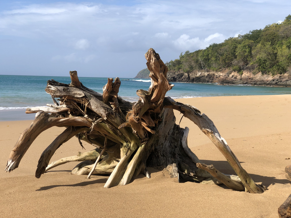 照片 瓜德罗普(Guadeloupe) 珍珠海滩(La Perle Beach) 2021-02 109