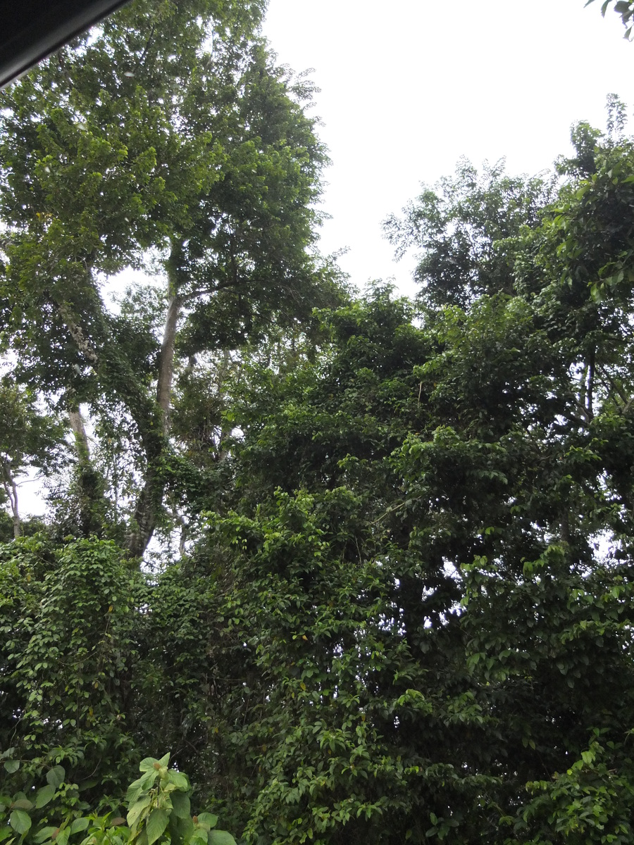照片 哥斯达黎加(Costa Rica) 塔拉曼卡旧港(Puerto Viejo de Talamanca) 2015-03 131