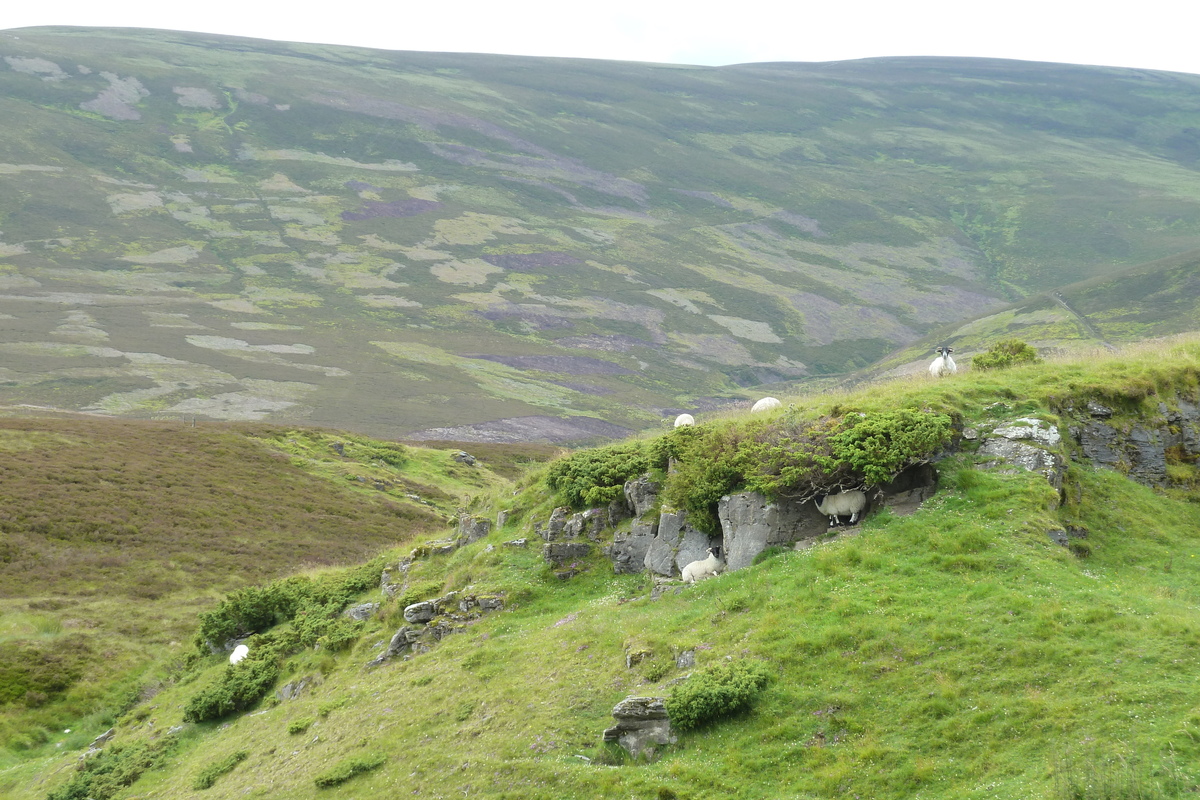 照片 英国(United Kingdom) 凯恩戈姆山国家公园(Cairngorms National Park) 2011-07 144