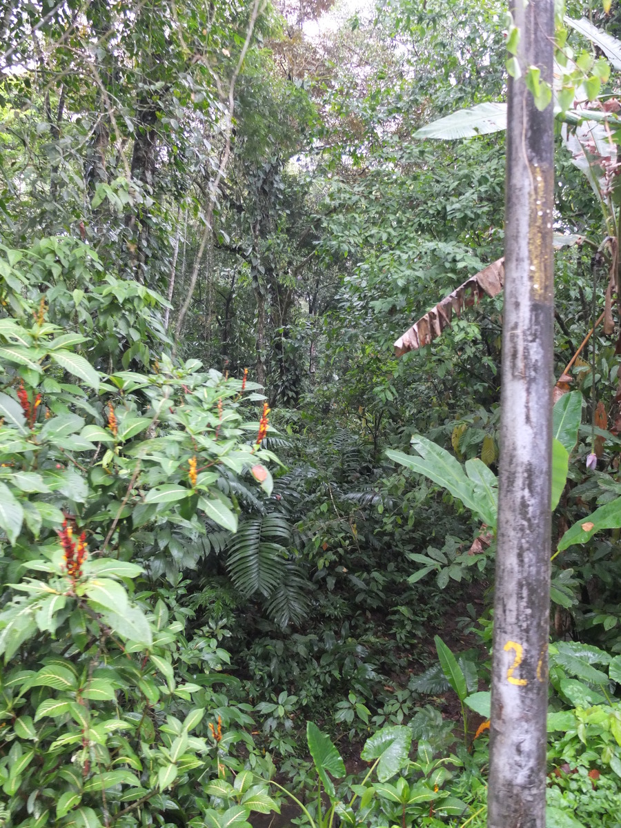 照片 哥斯达黎加(Costa Rica) 塔拉曼卡旧港(Puerto Viejo de Talamanca) 2015-03 6