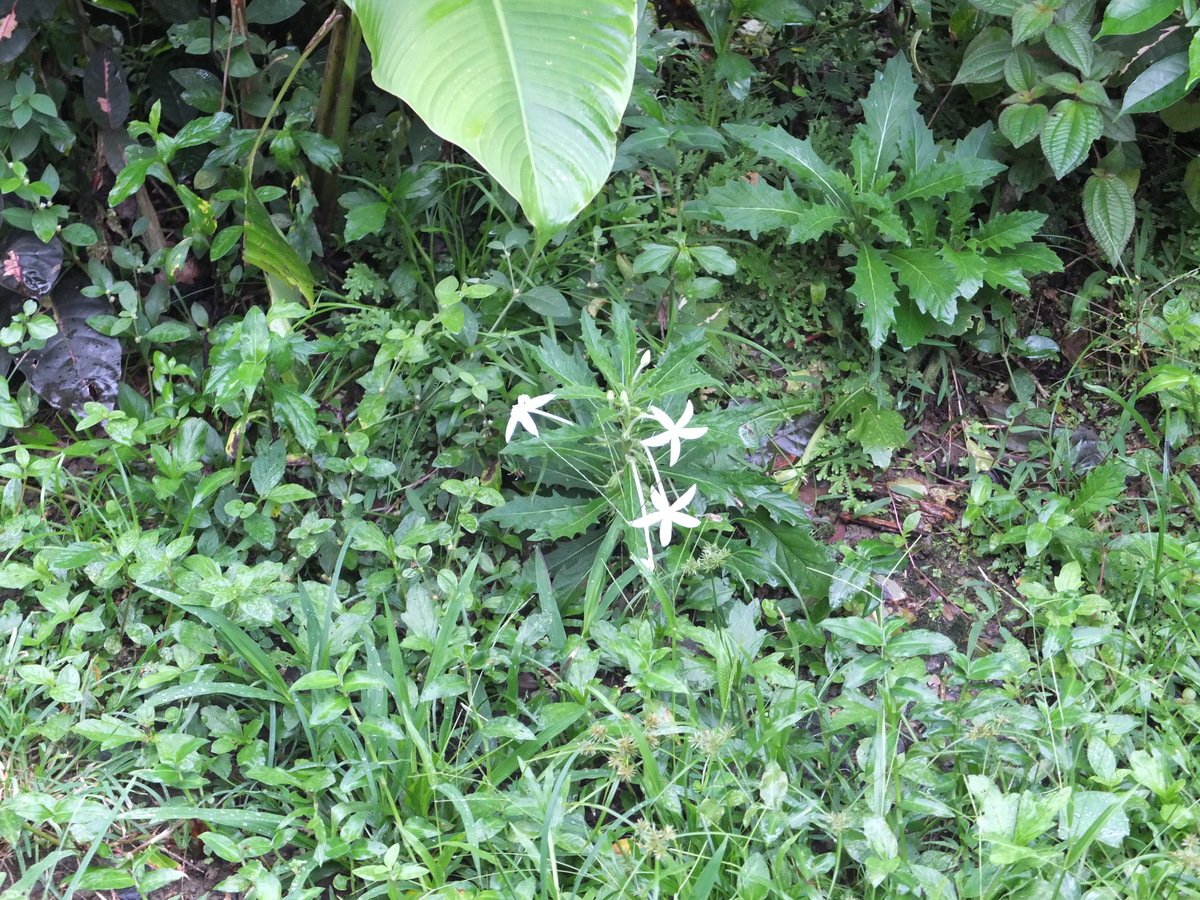 照片 哥斯达黎加(Costa Rica) 塔拉曼卡旧港(Puerto Viejo de Talamanca) 2015-03 10