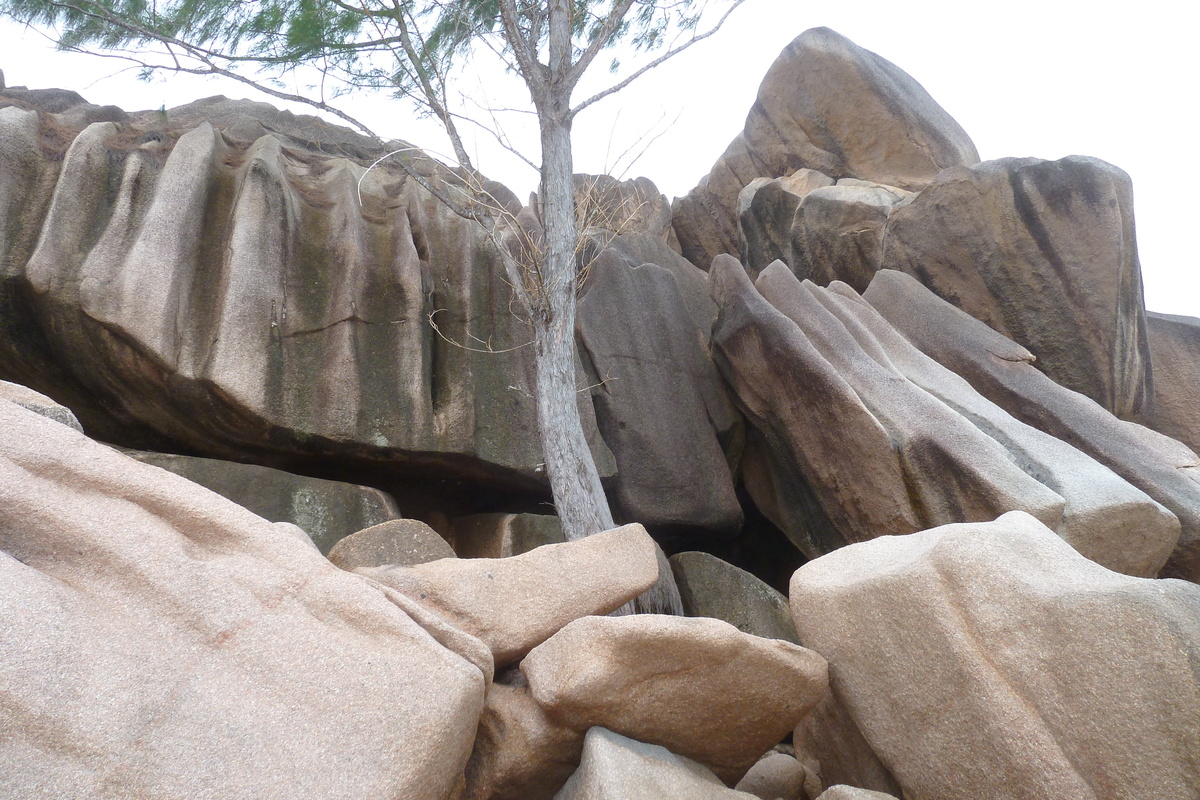 照片 塞舌尔(Seychelles) 拉迪格岛(La Digue) 2011-10 105