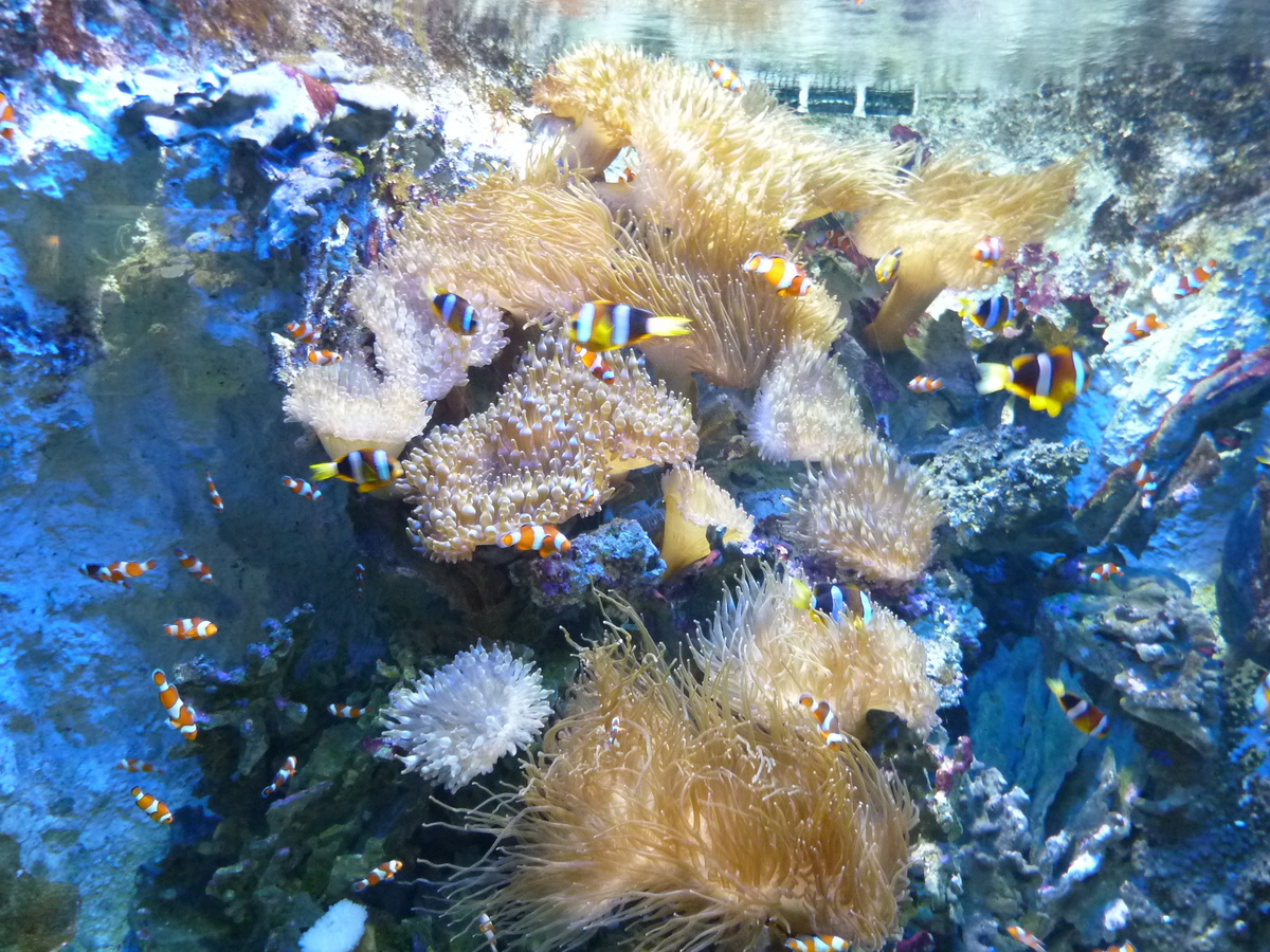照片 法国(France) 勒克鲁瓦西克(Le Croisic) 海洋馆(Ocearium) 2009-10 13