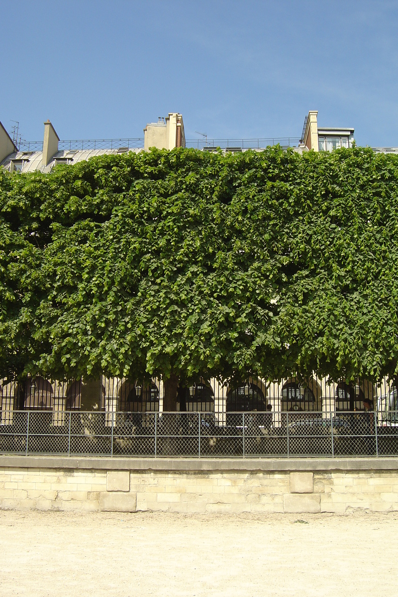 照片 法国(France) 巴黎(Paris) 杜乐丽花园(Garden of Tuileries) 2007-05 17