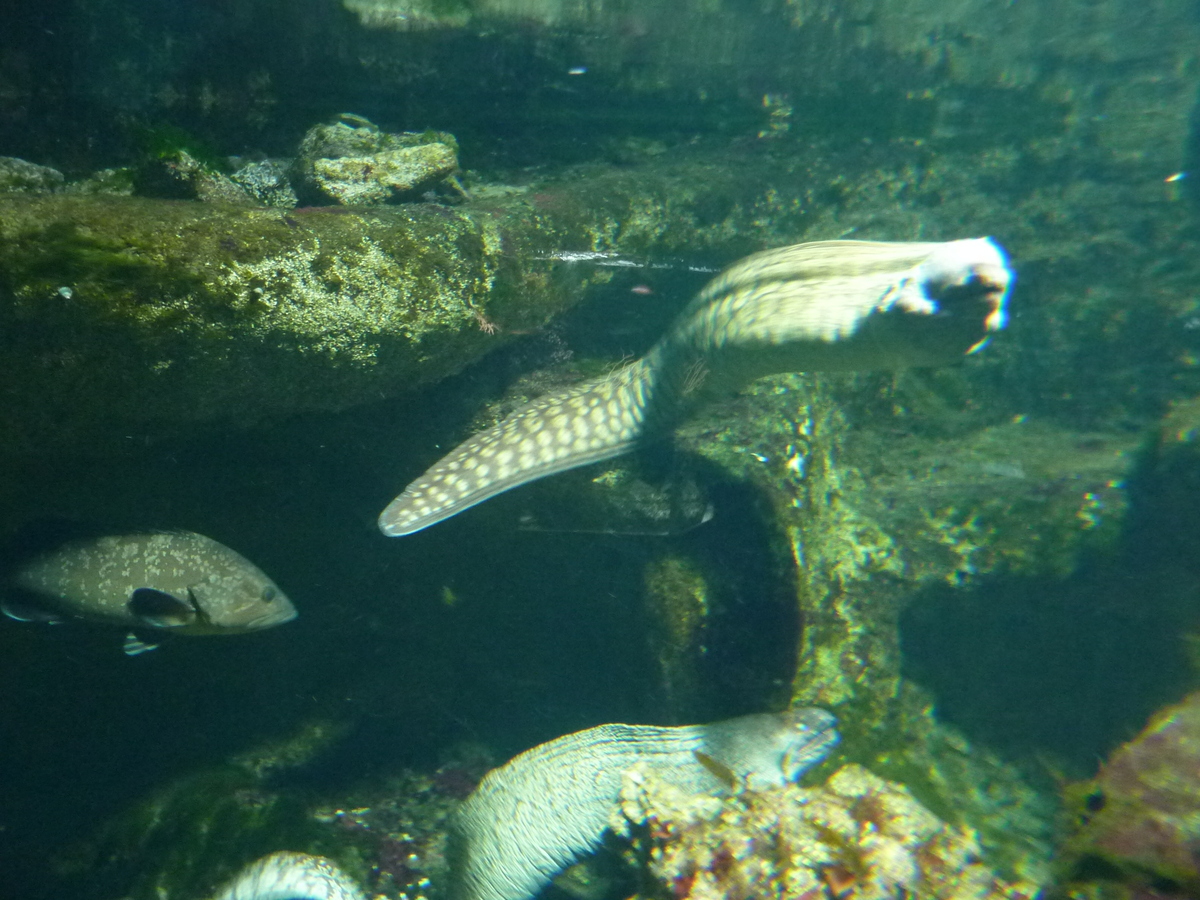 照片 法国(France) 勒克鲁瓦西克(Le Croisic) 海洋馆(Ocearium) 2009-10 7