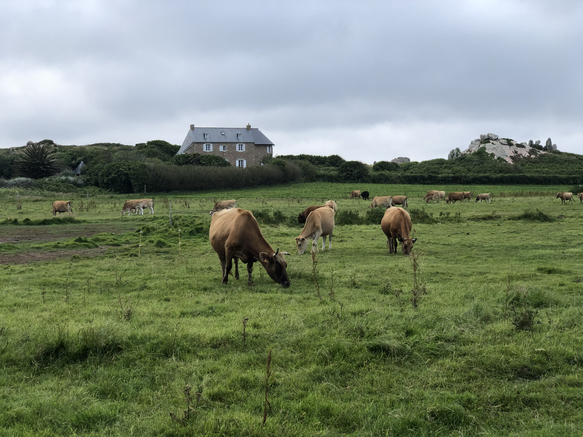 照片 法国(France) 布雷阿岛(Brehat Island) 2020-06 17