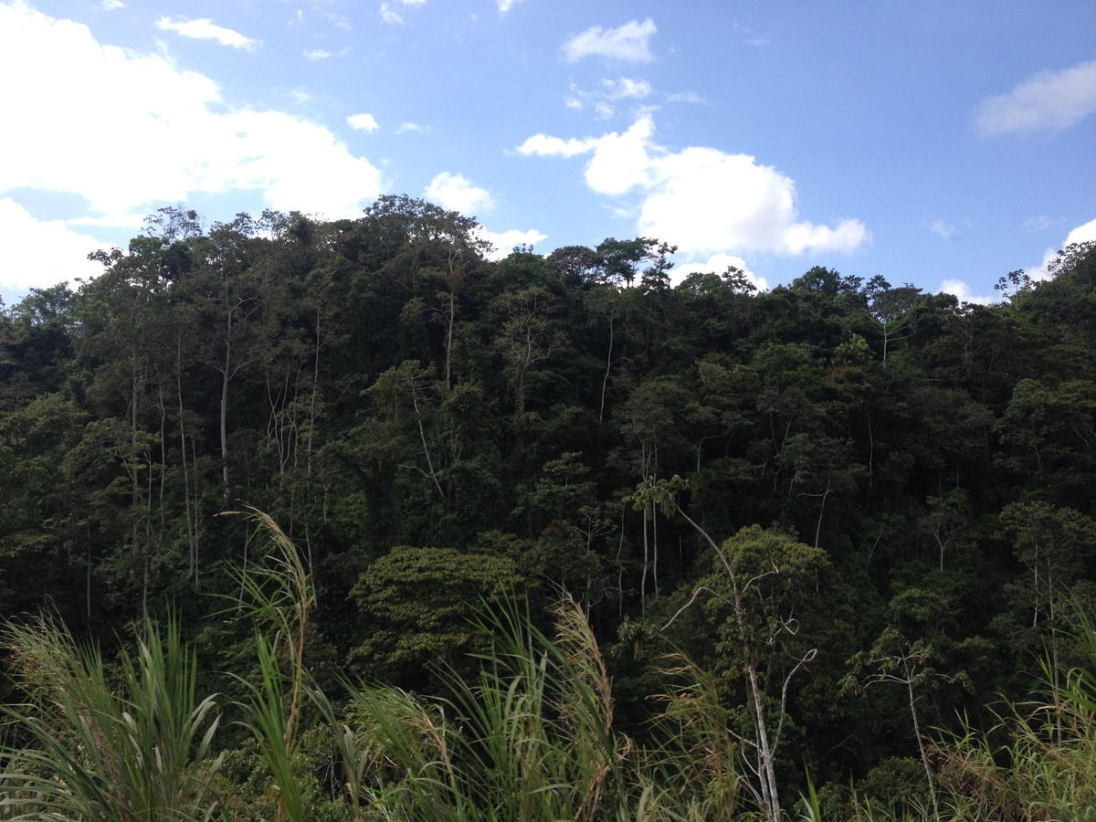 照片 哥斯达黎加(Costa Rica) 图里亚尔瓦(Turrialba) 2015-03 25