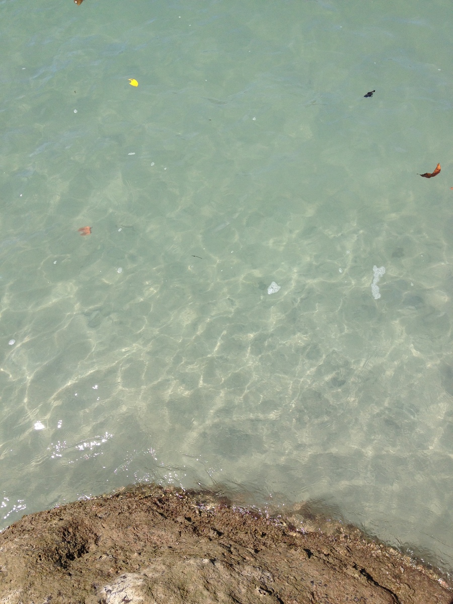 照片 哥斯达黎加(Costa Rica) 曼努埃尔安东尼奥(Manuel Antonio) 2015-03 360