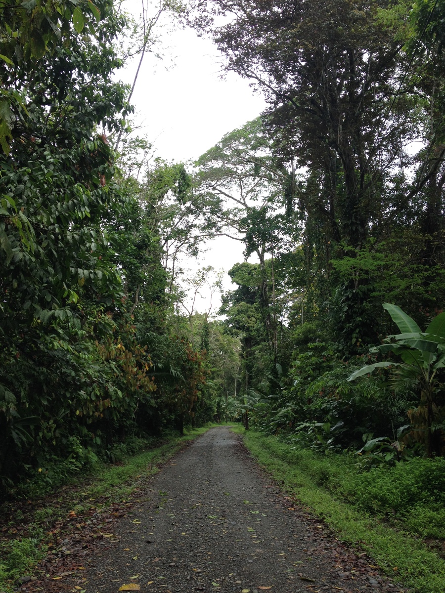 照片 哥斯达黎加(Costa Rica) 卡维塔(Cahuita) 2015-03 88