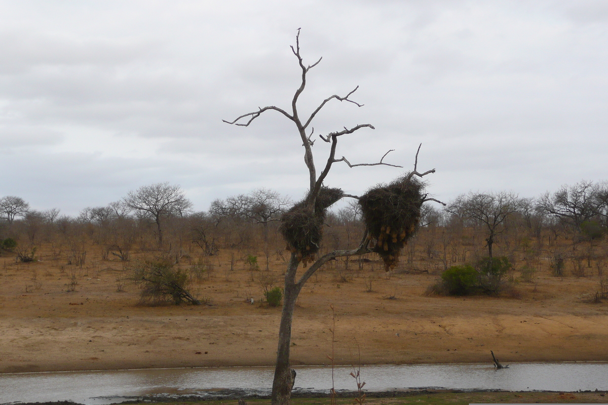 照片 南非(South Africa) 克鲁格国家公园(Kruger National Park) 2008-09 127