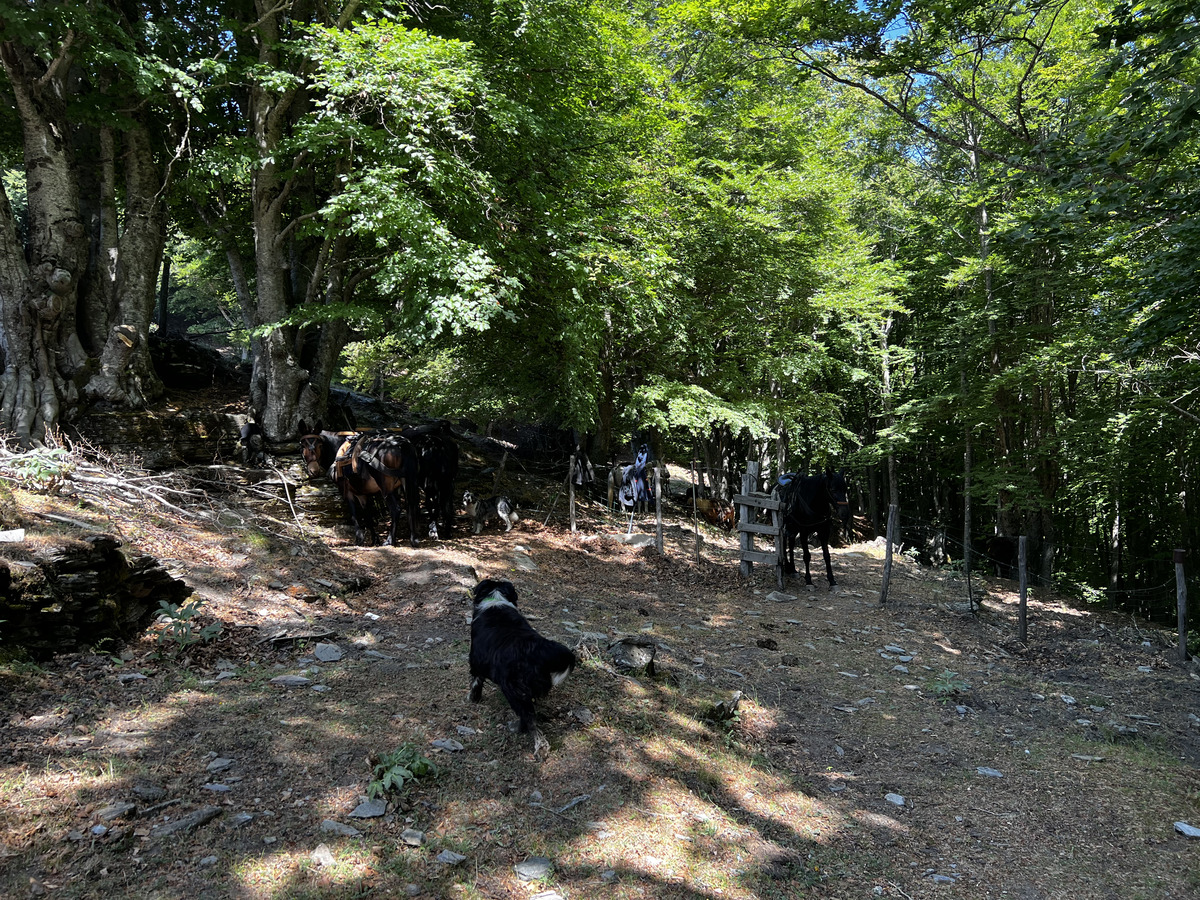 照片 法国(France) 科西嘉岛(Corsica) 卡莱鲁丘山屋(Refuge de Callerucciu) 2022-06 55